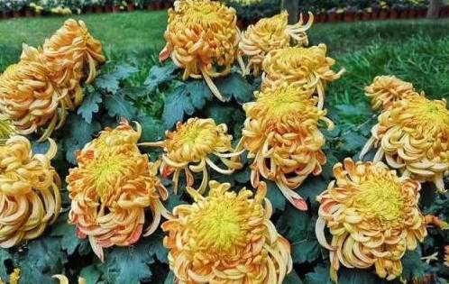 菊花花期 菊花花期