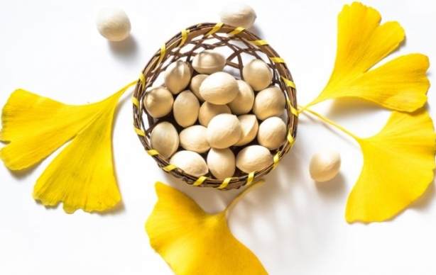 銀杏樹生長週期