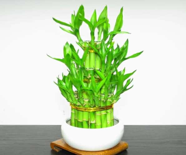 植物修剪必要性