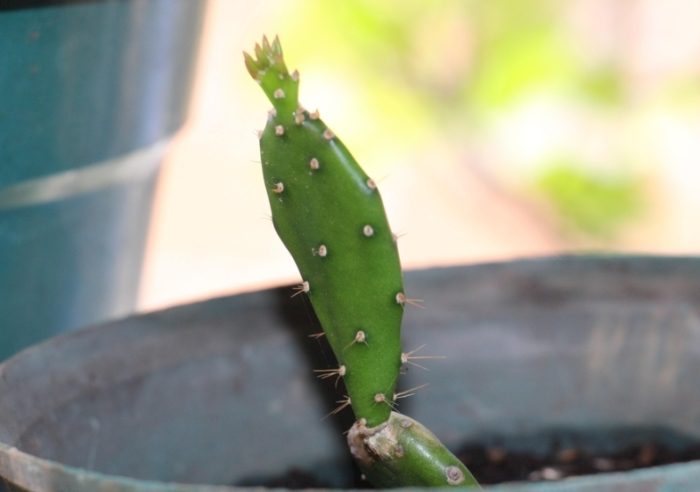 仙人掌木質化處理