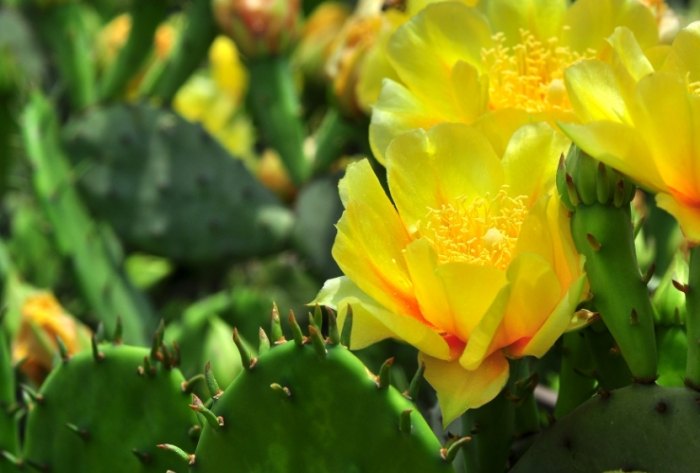 仙人掌種子發芽 仙人掌種子發芽