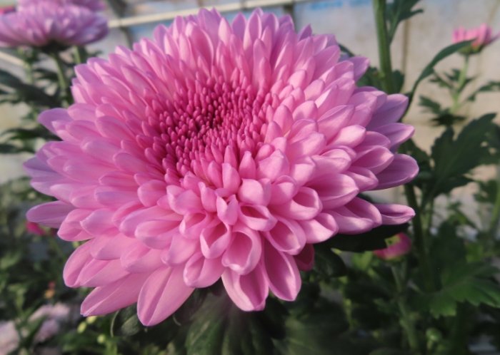 菊花種植方法 菊花種植方法