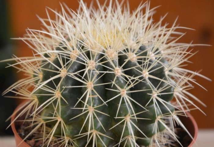 仙人掌病害處理 仙人掌病害處理