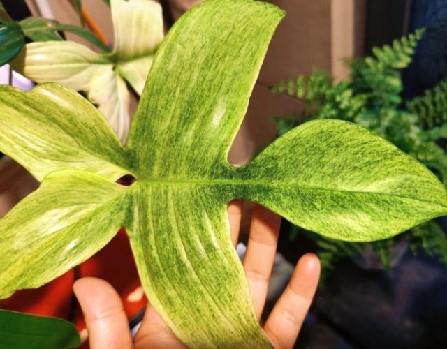 葉片油亮方法 葉片油亮方法