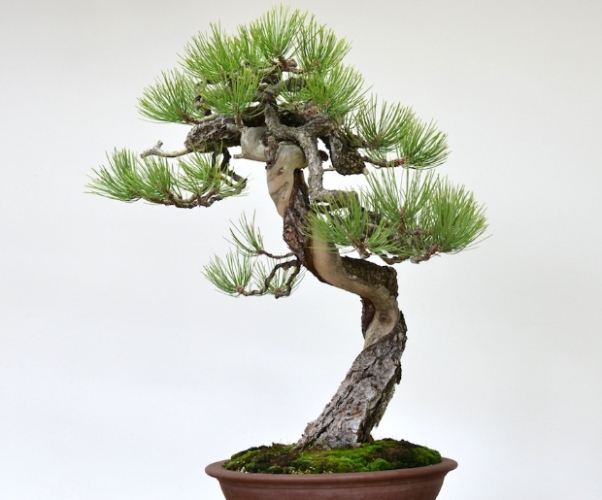 針松樹養護方法