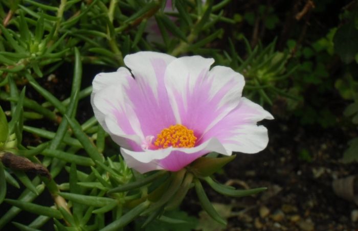 松葉牡丹養護 松葉牡丹養護