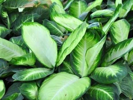 萬年青 風水 萬年青 風水