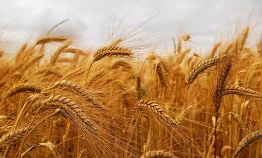 禾本科植物種類 禾本科植物種類