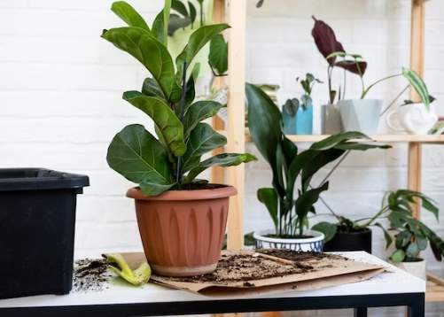 植物土壤配方 植物土壤配方