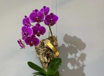 蝴蝶蘭上板教學