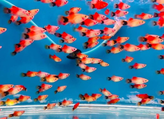 米奇魚飼養 米奇魚飼養