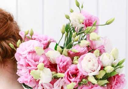 粉色洋桔梗送禮