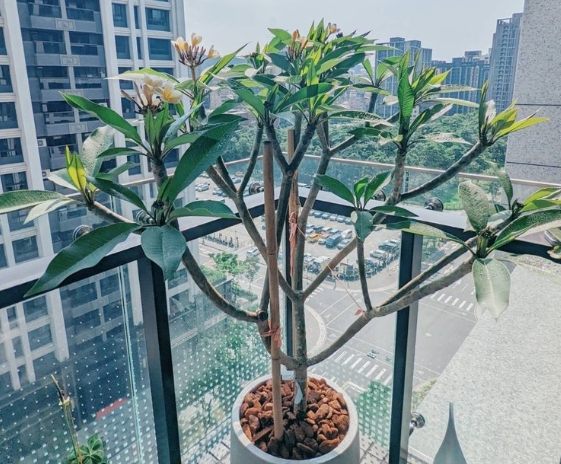 雞蛋花黃葉原因