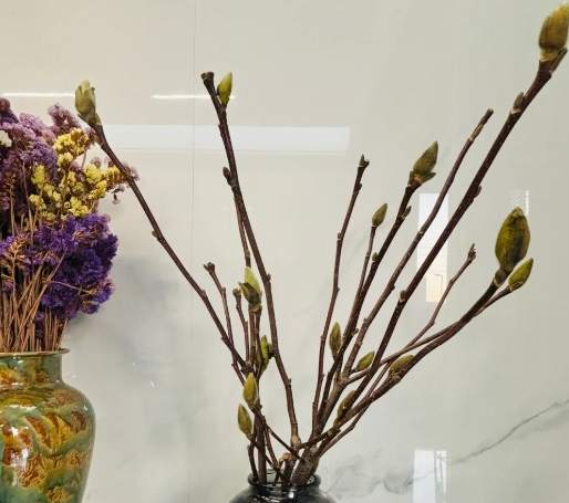 玉蘭花養護 玉蘭花養護