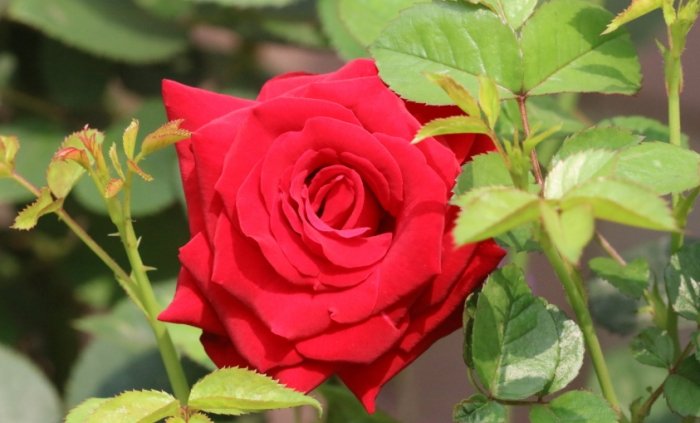 玫瑰葉子變黃原因 玫瑰葉子變黃原因