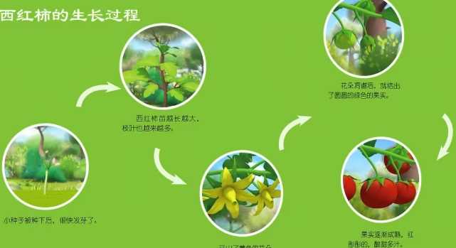 番茄栽培技巧