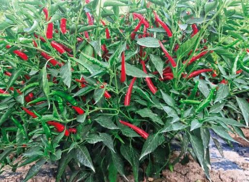 辣椒生长周期