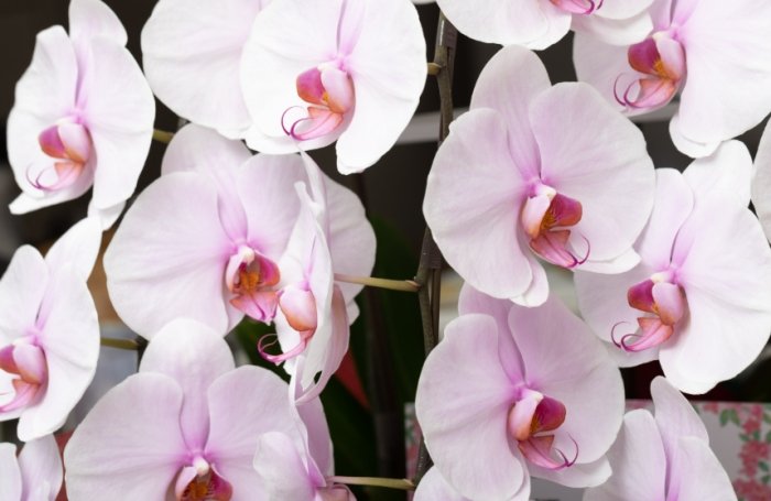 室內蘭花照顧 室內蘭花照顧