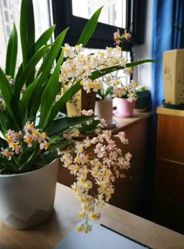 蘭花落花原因 蘭花落花原因