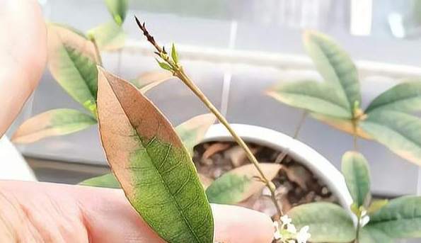 植物葉尖枯黃原因