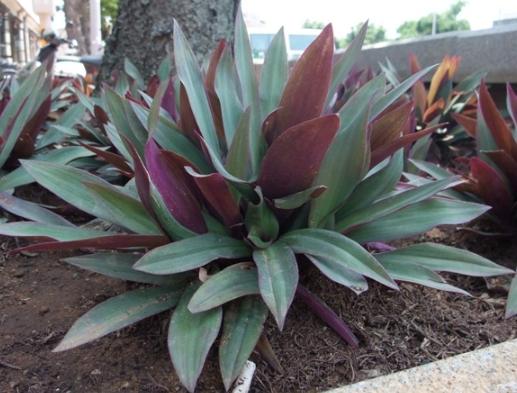 紫背萬年青食用方法