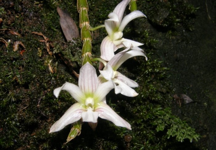 蘭花肥料使用方法 蘭花肥料使用方法