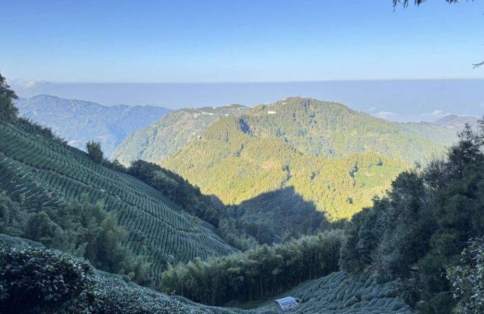忘憂森林登山 忘憂森林登山