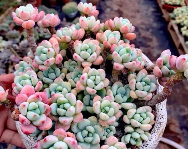 多肉植物介质 多肉植物介质