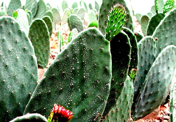 仙人掌砍半注意事項 仙人掌砍半注意事項