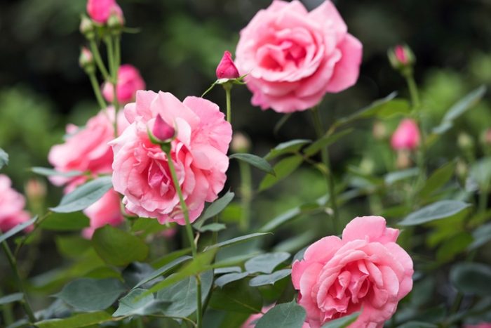 玫瑰葉子枯黃 玫瑰葉子枯黃