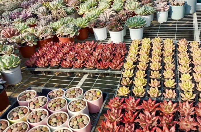 多肉植物側芽處理 多肉植物側芽處理