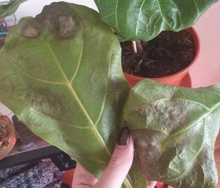 琴葉榕 養護技巧