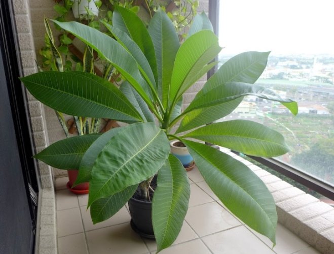 雞蛋花病害治療