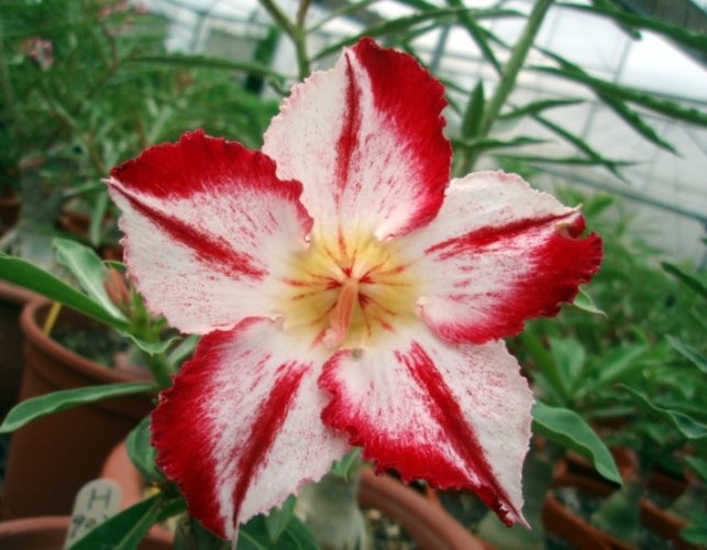 多肉植物如何養胖 多肉植物如何養胖