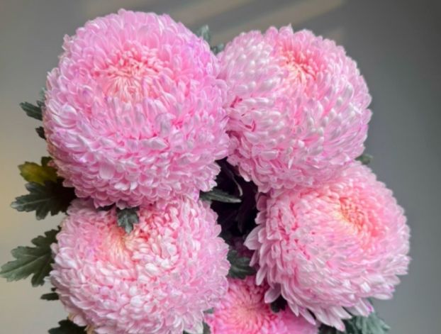 牡丹菊種植方法 牡丹菊種植方法