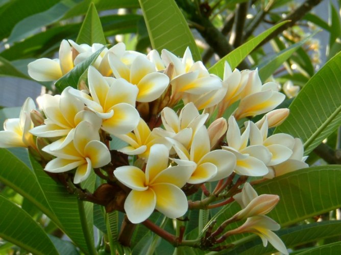 雞蛋花葉子掉落