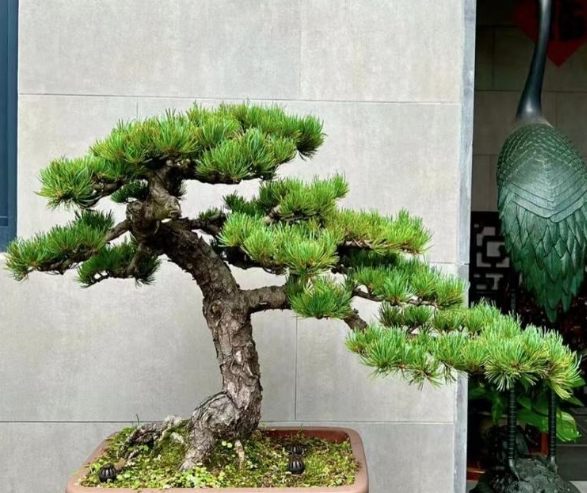 黑松種子發芽技巧 黑松種子發芽技巧