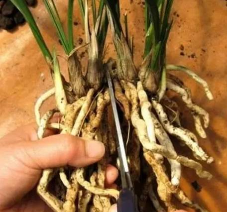 葉子繁殖技巧 葉子繁殖技巧