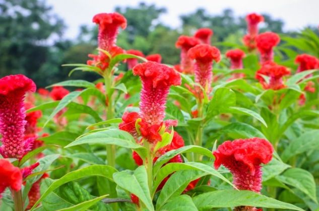 鳳尾雞冠花種植