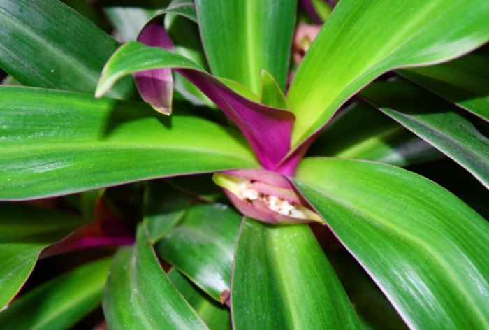 紫背萬年青食用方法