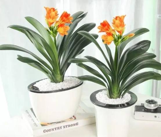 辦公室綠化 辦公室綠化