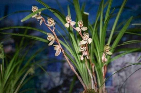 蘭花葉子變黃 蘭花葉子變黃