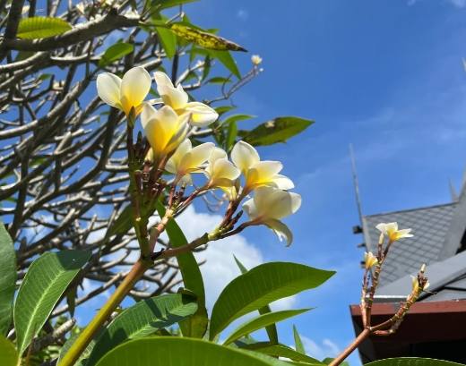 雞蛋花養護 雞蛋花養護