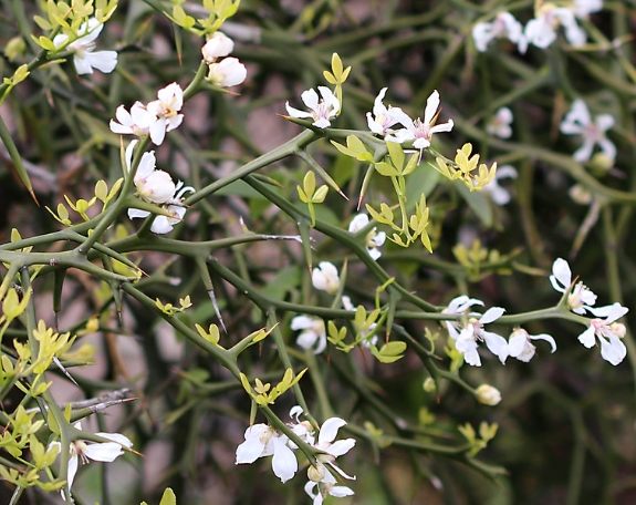枳花功效 枳花功效