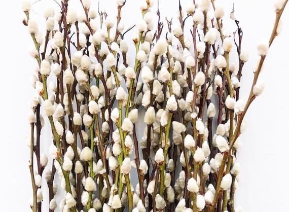 銀柳處理方法 銀柳處理方法