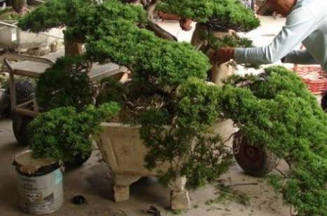 罗汉松造型设计 罗汉松造型设计