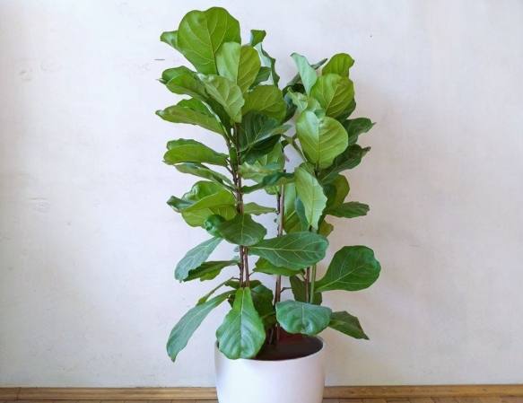 琴葉榕 枯葉 原因