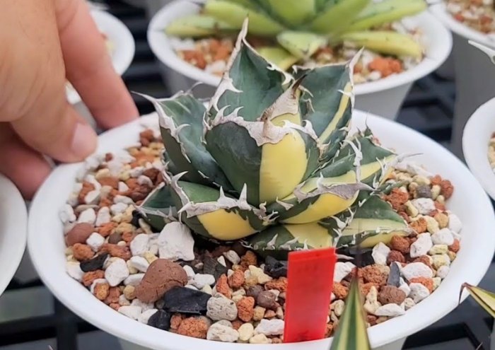 多肉植物土香港推薦 多肉植物土香港推薦