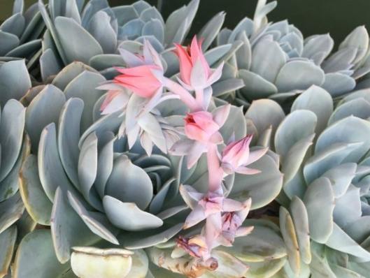 室內種植石蓮花