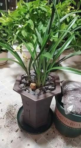 蘭花栽培土 蘭花栽培土